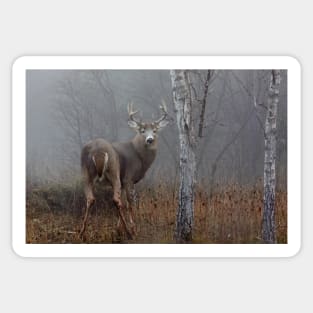 Buck in Fog - White-tailed deer Sticker